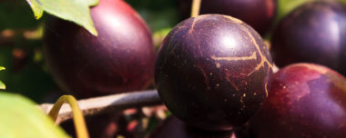 Muscadine Grape